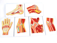 Modelo Anatomico artirculaciones