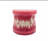 Modelo Dental - Tipodonto acrílico diferentes tipos practicas dentales