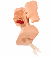 Simulador traqueotomia con bronquios traqueal traquea