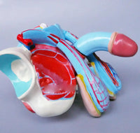 Organo Genital masculino - 4 Piezas