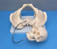 Modelo pelvis con craneo fetal