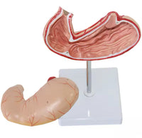 Modelo de estomago sano pared gastrica