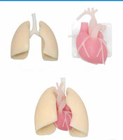 Simulador de entrenamiento toracoscopico cardiotorácico de toracoscopica Toraxico