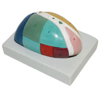 Modelo talamo del cerebro Desmontable seccionado en Colores