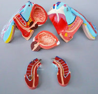 Organo Genital masculino - 4 Piezas