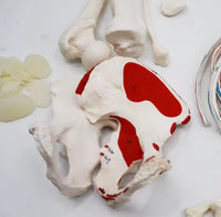 Esqueleto humano desarticulado colorido