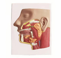 Modelo de Glandulas Salivares