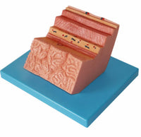 Modelo pared del estomago