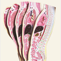 Torso humano seccionado vertical sagital desmontable