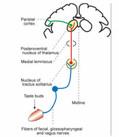 Simulador eléctrico neuronal del sentido del Gusto