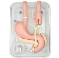 simulador de endoscopia ERCP Cirugía de gastroscopia duodenoscopia