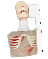 Simulador de Ultrasonido endoscopio endoscopia