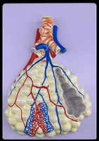Kit de 2 Modelos Anatómico Del Sistema Respiratorio Humano pulmon aveolos