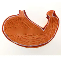 Modelo de estomago sano pared gastrica