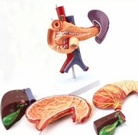 Modelo de estomago extraible higado desmontable