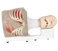 Simulador de Ultrasonido endoscopio endoscopia