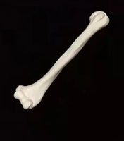 Anatomia de huesos femur tibia perone hueso