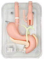 Simulador duodenal endoscopia estomago duodeno gastro