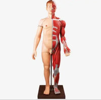 Modelo muscular torso con organos internos tamaño real 180 cm