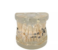 Modelo Dental - Tipodonto acrílico diferentes tipos practicas dentales