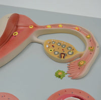 Modelo de desarrollo fetal Fertilización Formación de cigoto e implantación uterina Útero femenino Ovario