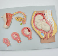 Modelo de desarrollo fetal Fertilización Formación de cigoto e implantación uterina Útero femenino Ovario