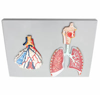 Sistema Respiratorio Pulmones con Aveolos