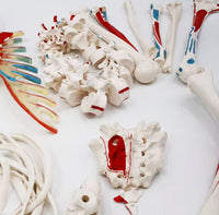 Esqueleto humano desarticulado colorido