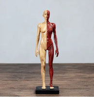 Modelo anatomico de cuerpo humano 30cm - muscular