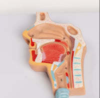 Sistema Respiratorio Pulmones con Aveolos