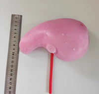 Simulación sutura realista cirugia de organos laparoscopia Kit