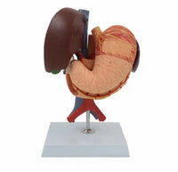 Modelo de estomago extraible higado desmontable