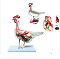 Modelo de Gallina para MVZ Desmontable