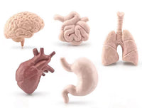 Simulación sutura realista cirugia de organos laparoscopia Kit