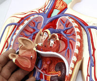 Modelo Anatómico De Sistema Circulatorio Vascular Humano