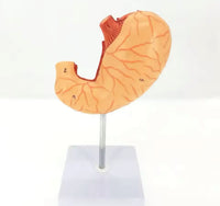 Modelo de estomago sano pared gastrica