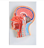 Modelo de cabeza Seccion media con cerebro