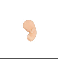 Modelo de proceso fetal a termino - masculino