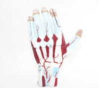 Modelo Anatomico Mano Musculo Vaso sanguineo 7 Piezas