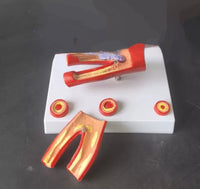 Modelo Arteriosclerosis arterias