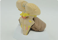 Modelo anatomico Cerebelo tronco encefalico cerebro