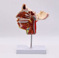 Modelo de Cabeza y Rostro Humano con Vasos sanguíneos y Nervios