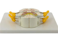 Modelo Medula Nervio Cordon Espinal