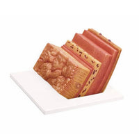 Modelo pared del estomago