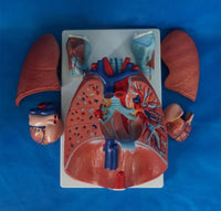 Modelo anatómico de sistema respiratorio humano pulmon corazon y diafragma desmontable en 7 piezas