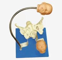 Modelo pelvis con craneo fetal
