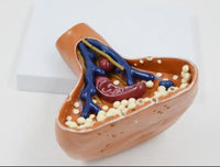 Modelo Aumento Sinapsis de Terminaciones Nerviosas