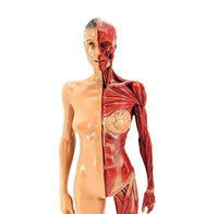 Modelo anatomico de cuerpo humano 30cm - muscular