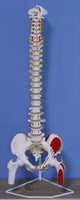 Modelo anatomico de columna vertebral con femur y nervio 85cm