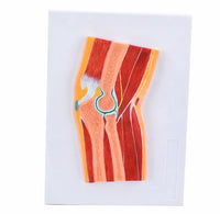 Modelo Anatomico de rodilla